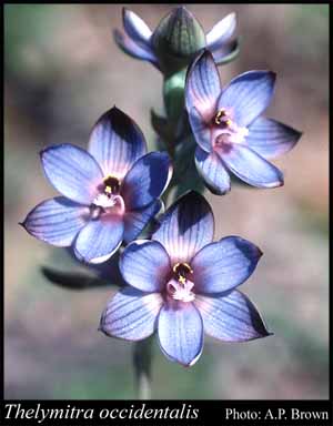 Photograph of Thelymitra occidentalis Jeanes