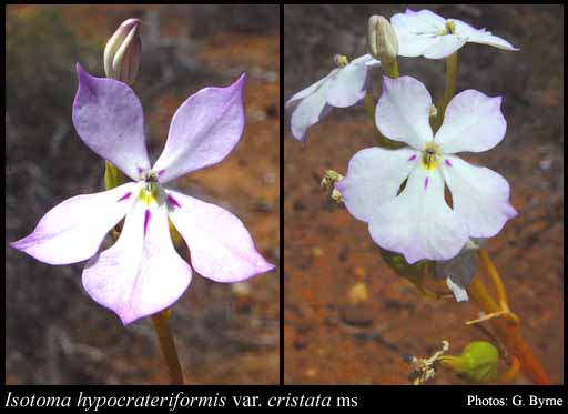 Photograph of Isotoma hypocrateriformis var. cristata N.G.Walsh