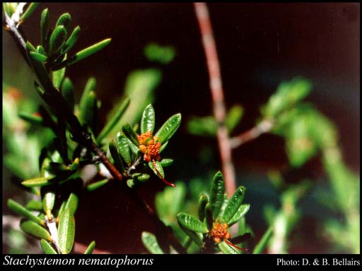 Photograph of Stachystemon nematophorus (F.Muell.) Halford & R.J.F.Hend.