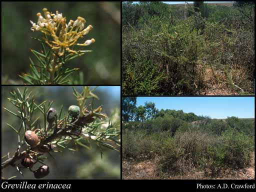 Photograph of Grevillea erinacea Meisn.