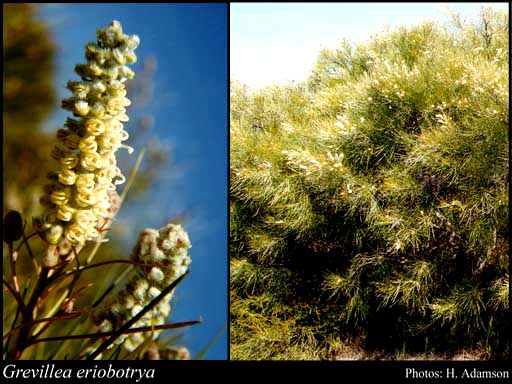 Photograph of Grevillea eriobotrya F.Muell.