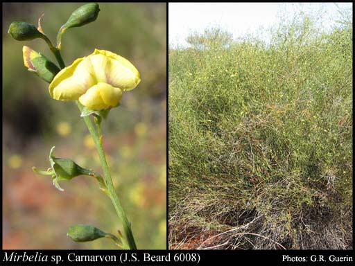 Photograph of Mirbelia sp. Carnarvon (J.S. Beard 6008)