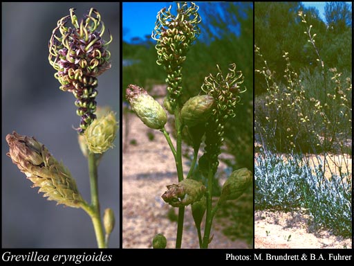Photograph of Grevillea eryngioides Benth. Image