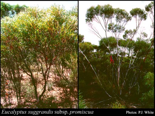 Photograph of Eucalyptus suggrandis subsp. promiscua D.Nicolle & Brooker