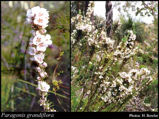Photograph of Paragonis grandiflora (Benth.) J.R.Wheeler & N.G.Marchant