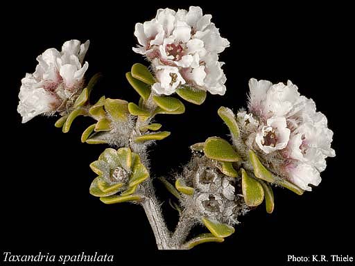 Photograph of Taxandria spathulata (Schauer) J.R.Wheeler & N.G.Marchant