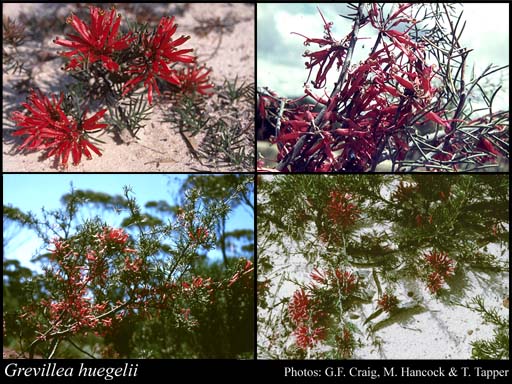 Photograph of Grevillea huegelii Meisn.