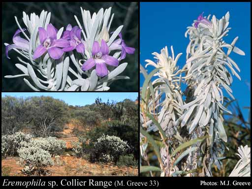 Photograph of Eremophila sp. Collier Range (M. Greeve 33)