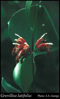 Photograph of Grevillea latifolia C.A.Gardner