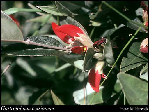 Photograph of Gastrolobium celsianum (Lemaire) G.Chandler & Crisp