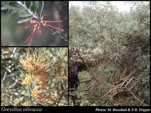 Photograph of Grevillea olivacea A.S.George