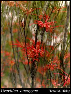 Photograph of Grevillea oncogyne Diels