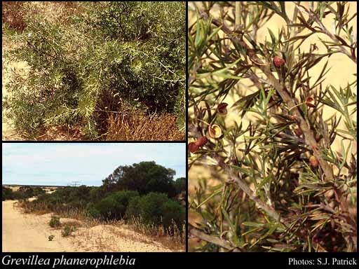 Photograph of Grevillea phanerophlebia Diels
