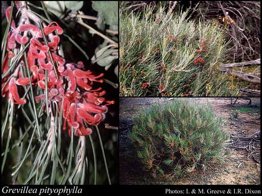 Photograph of Grevillea pityophylla F.Muell.