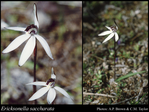 Photograph of Ericksonella saccharata (Rchb.f.) Hopper & A.P.Br.