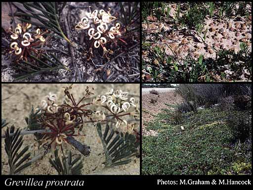 Photograph of Grevillea prostrata C.A.Gardner & A.S.George