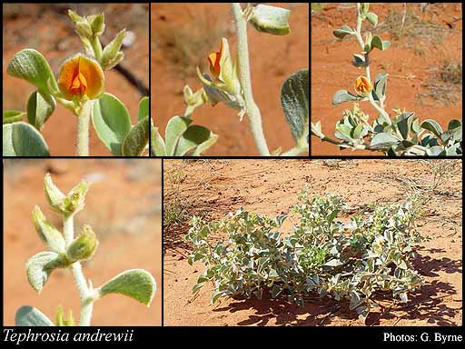 Photograph of Tephrosia andrewii Cowie