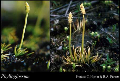 Photograph of Phylloglossum Kunze