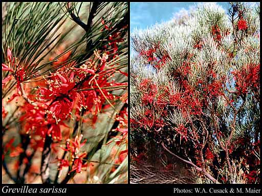 Photograph of Grevillea sarissa S.Moore