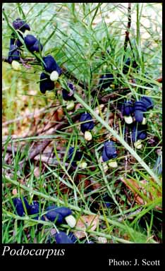 Photograph of Podocarpus Labill.