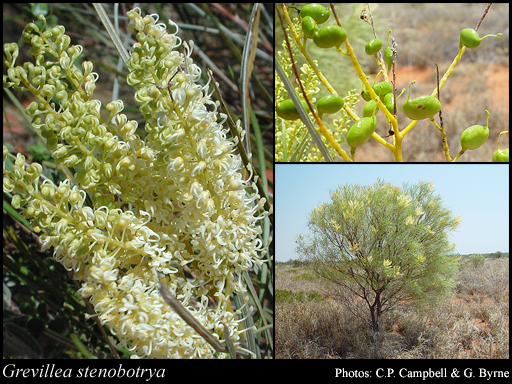 Photograph of Grevillea stenobotrya F.Muell. Image