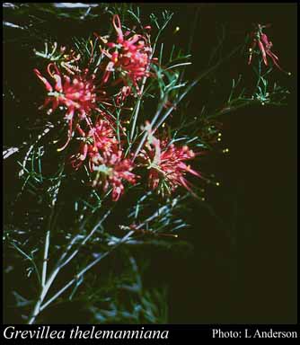 Photograph of Grevillea thelemanniana Endl.