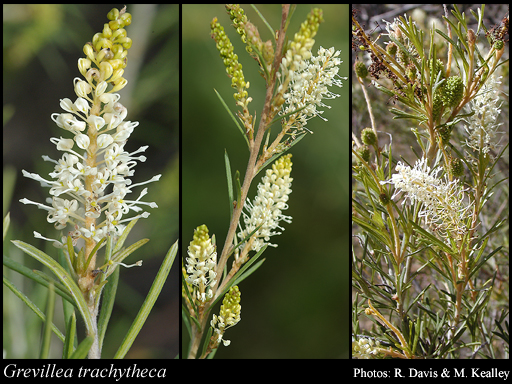 Photograph of Grevillea trachytheca F.Muell.