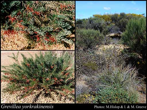 Photograph of Grevillea yorkrakinensis C.A.Gardner