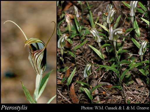 Photograph of Pterostylis R.Br.
