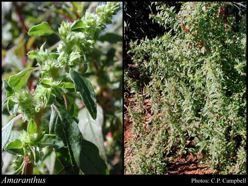 Photograph of Amaranthus L.