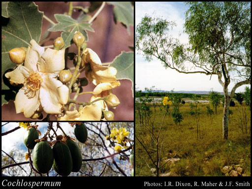 Photograph of Cochlospermum Kunth