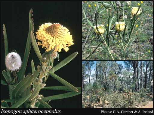 Photograph of Isopogon sphaerocephalus Lindl. Image