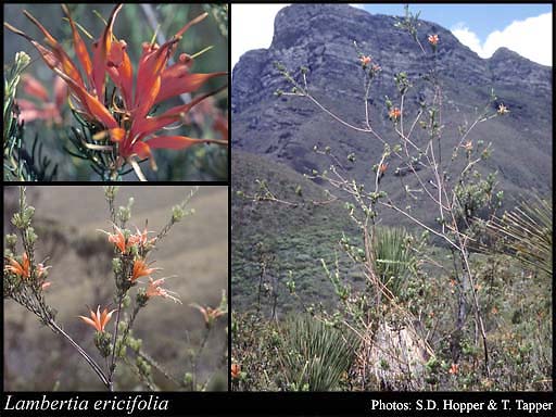 Photograph of Lambertia ericifolia R.Br.