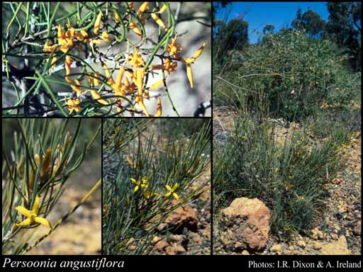Photograph of Persoonia angustiflora Benth.