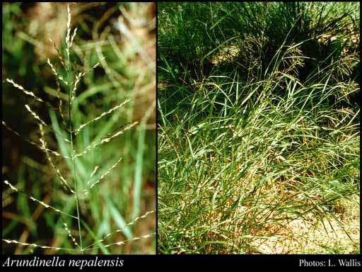 Photograph of Arundinella nepalensis Trin.