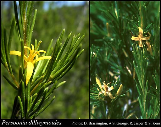 Photograph of Persoonia dillwynioides Meisn.