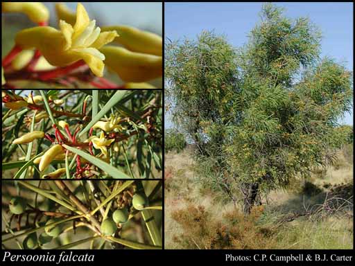 Photograph of Persoonia falcata R.Br.