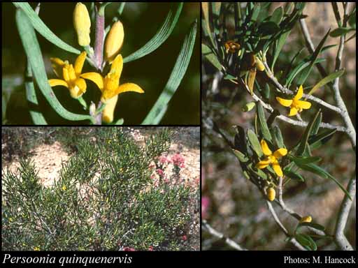 Photograph of Persoonia quinquenervis Hook.