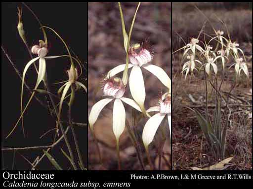 Photograph of Orchidaceae Juss.