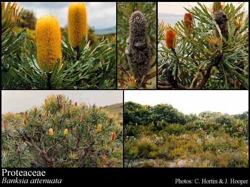 Photograph of Proteaceae Juss.