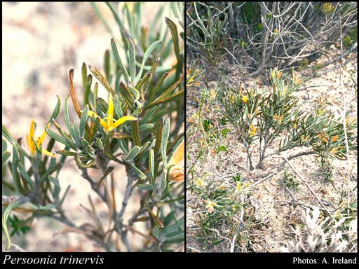 Photograph of Persoonia trinervis Meisn.