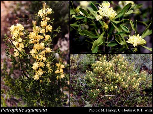 Photograph of Petrophile squamata R.Br. Image