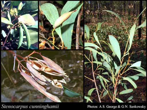 Photograph of Stenocarpus cunninghamii R.Br.