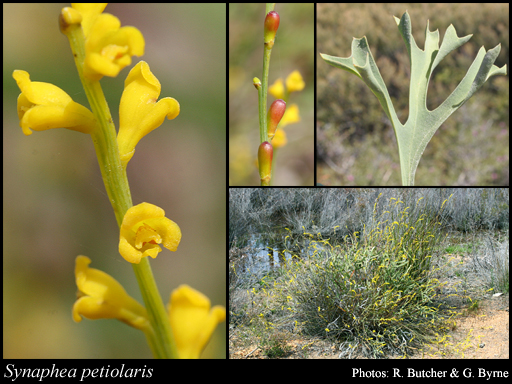 Photograph of Synaphea petiolaris R.Br.