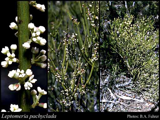 Photograph of Leptomeria pachyclada Diels