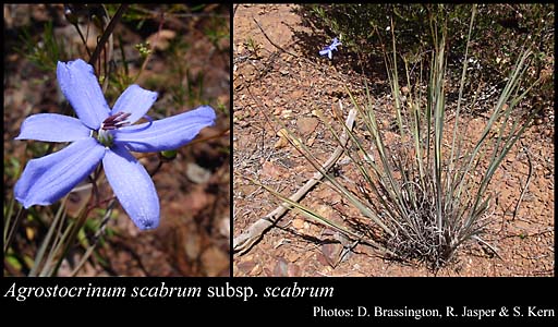 Photograph of Agrostocrinum scabrum (R.Br.) Baill. subsp. scabrum