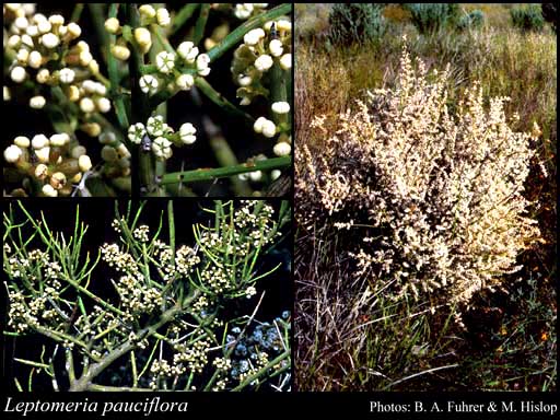 Photograph of Leptomeria pauciflora R.Br. Image