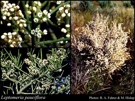 Photograph of Leptomeria pauciflora R.Br.