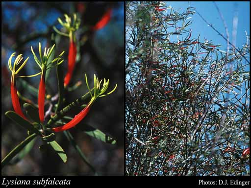 Photograph of Lysiana subfalcata (Hook.) Barlow