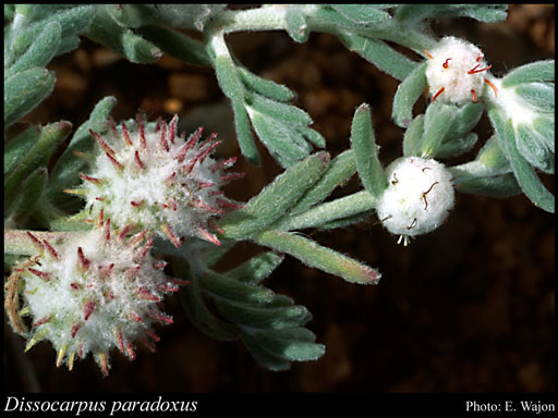 Photograph of Dissocarpus paradoxus (R.Br.) Ulbr.